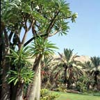 The Botanical Garden in Kibbutz Ein Gedi