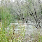 Bird Watching Site - Kineret East Beach