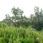 Bird Watching Site - Kesem intersection