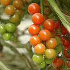 Agricultura Especial de Aravá