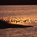 Agricultura Especial de Aravá