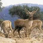 Fauna Bíblica en Israel