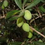 Aceite de Oliva y Almazaras