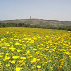 Flores Silvestres de Israel