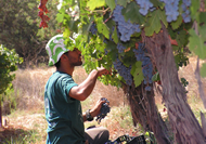 Hans Sternbach Vineyard